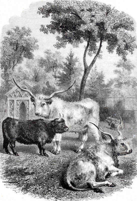 Hungarian and Scottish oxen in the Jardin des Plantes.