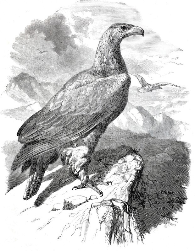 Golden Eagle.