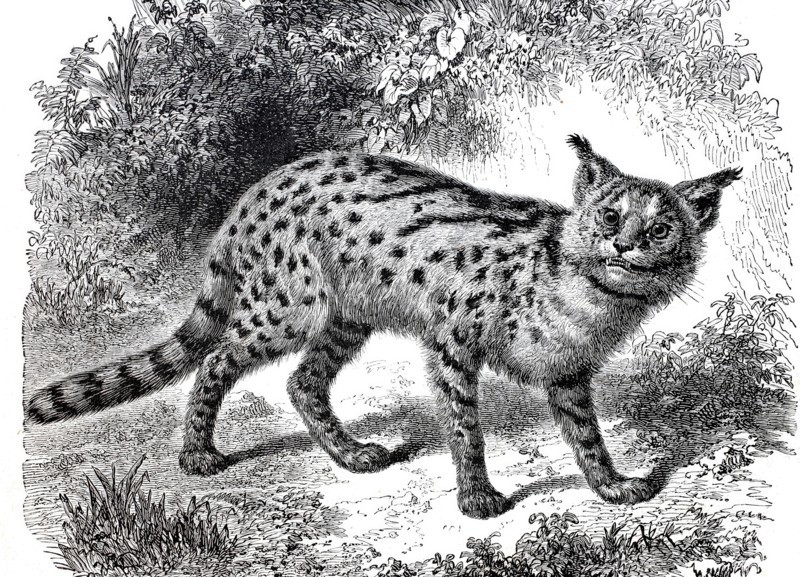 Serval.
