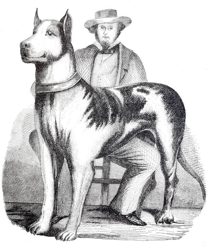 Great Dane.