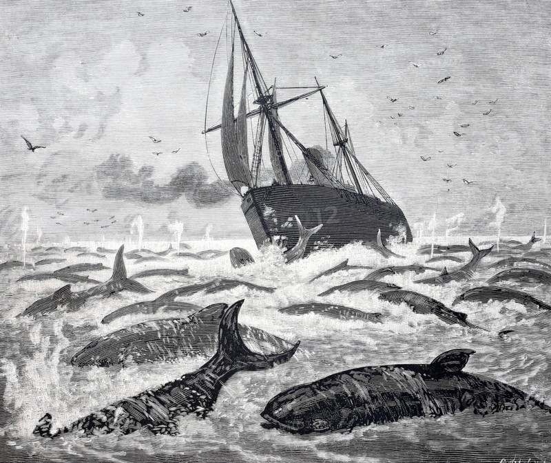 The steamship Newport encounters a large group of whales off the Delaware Promontory.