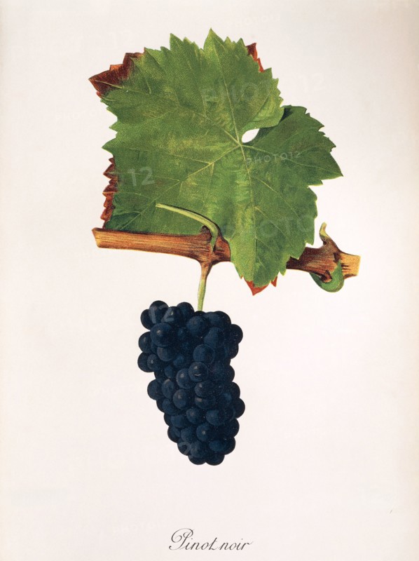 Ampelograhie. grape variety science. oenology. viticulture. grape. vine. Pinot Noir grape. digitally enhanced reproduction of a model by Jules Tronca (1855 to 1915). historical