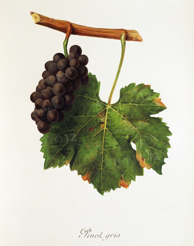Ampelograhie. grape variety science. oenology. viticulture. grape. vine. Pinot Gris grape. digitally enhanced reproduction of a model by Jules Tronca (1855 to 1915). historical