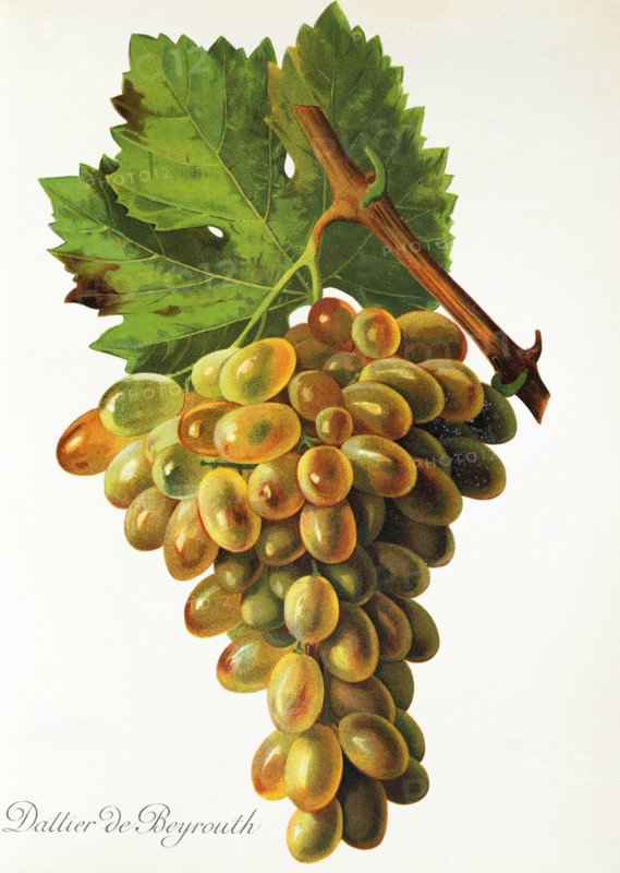 Ampelograhie. grape variety science. oenology. viticulture. grape. vine. Dattier de Beyrouth grape. digitally enhanced reproduction of a model by Jules Tronca (1855 to 1915). historical
