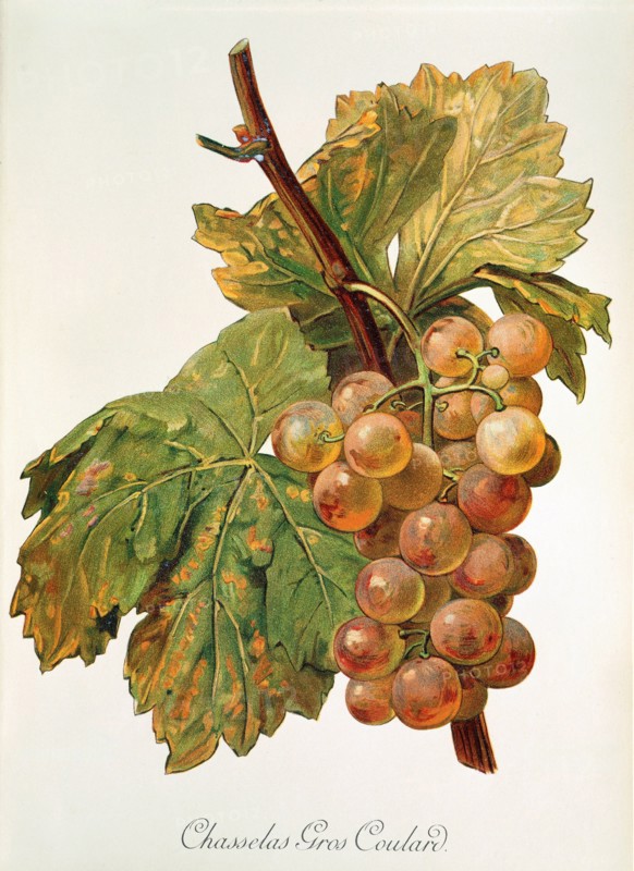Ampelograhie. grape variety science. oenology. viticulture. grape. vine. Chasselas Gros Coulard grape. digitally enhanced reproduction of a template by Alexis Kreyder (1839 to 1912). historical