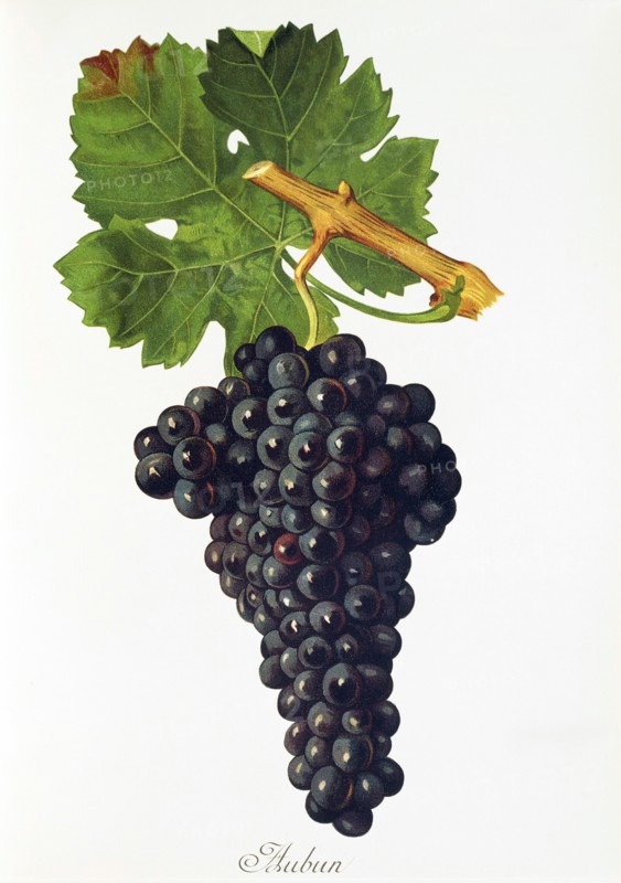 Ampelograhie. grape variety science. oenology. viticulture. grape. vine. Aubun grape. digitally enhanced reproduction of a model by Jules Tronca (1855 to 1915). historical