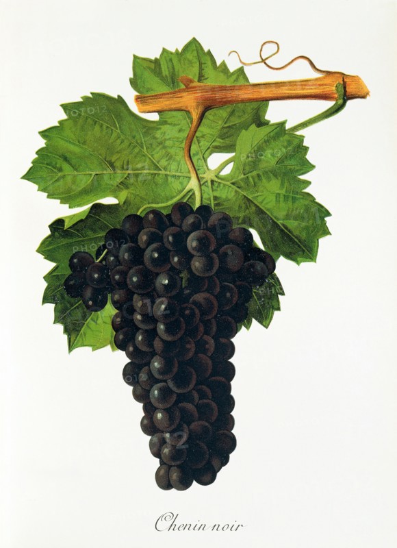 Ampelograhie. grape variety science. oenology. viticulture. grape. vine. Chenin Noir grape. digitally enhanced reproduction of a model by Jules Tronca (1855 to 1915). historical