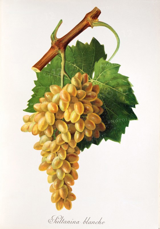 Ampelograhie. grape variety science. oenology. viticulture. grape. grapevine. Sultanina Blanche grape. digitally enhanced reproduction of a model by Jules Tronca (1855 to 1915). historical