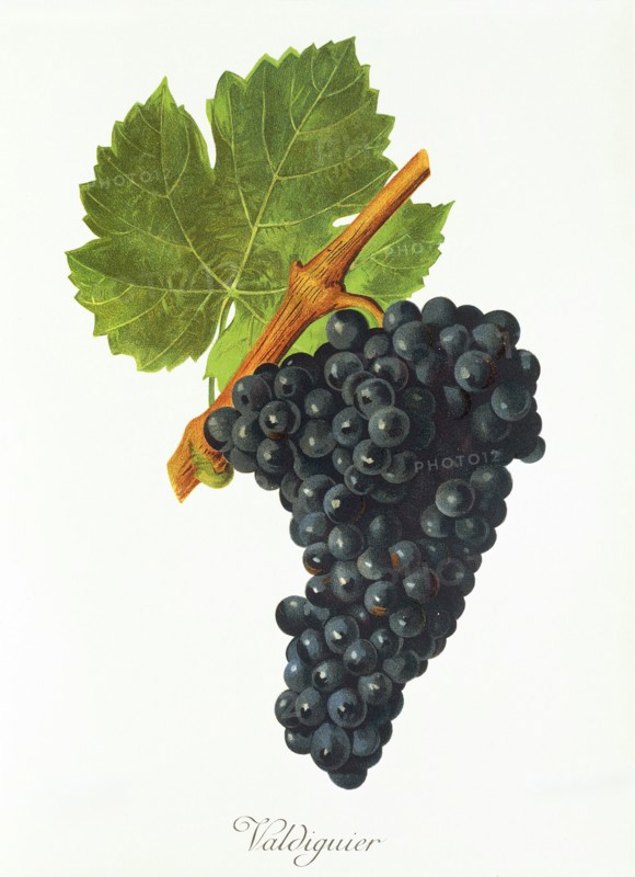 Ampelograhie. grape variety science. oenology. viticulture. grape. vine. Valdiguier grape. digitally enhanced reproduction of a model by Jules Tronca (1855 to 1915). historical