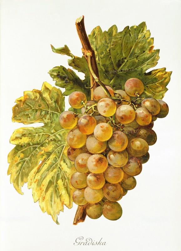 Ampelograhie. grape variety science. oenology. viticulture. grape. vine. Gradiska grape. digitally enhanced reproduction of a model by Alexis Kreyder (1839 to 1912). historical