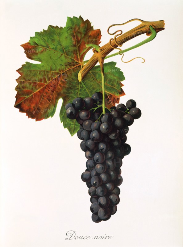 Ampelograhie. grape variety science. oenology. viticulture. grape. vine. Douce Noire grape. digitally enhanced reproduction of a model by Jules Tronca (1855 to 1915). historical