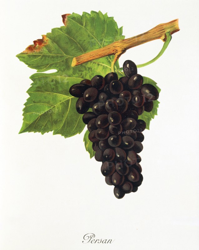Ampelograhie. grape variety science. oenology. viticulture. grape. grapevine. Persan grape. digitally enhanced reproduction of a model by Jules Tronca (1855 to 1915). historical