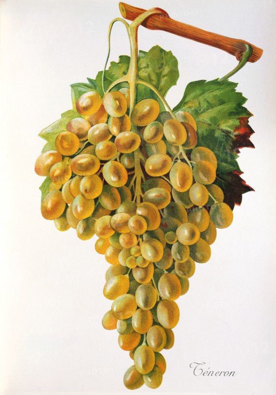 Ampelograhie. grape variety science. oenology. viticulture. grape. vine. Teneron grape. digitally enhanced reproduction of a model by Jules Tronca (1855 to 1915). historical
