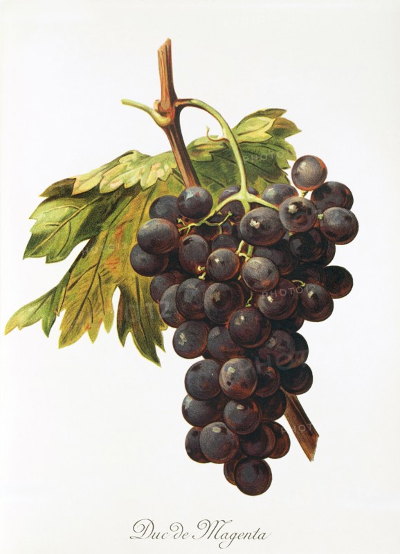 Ampelograhie. grape variety science. oenology. viticulture. grape. grapevine. Duc de Magenta grape. digitally enhanced reproduction of a model by Alexis Kreyder (1839 to 1912). historical