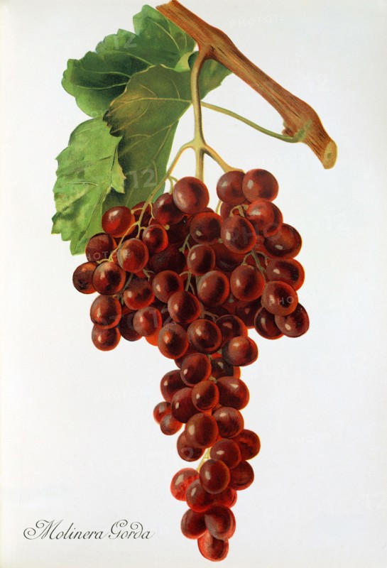 Ampelograhie. grape variety science. oenology. viticulture. grape. vine. Molinera Gorda grape. digitally enhanced reproduction of a model by Jules Tronca (1855 to 1915). historical