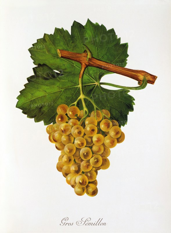 Ampelograhie. grape variety science. oenology. viticulture. grape. vine. Gros Semillon grape. digitally enhanced reproduction of a model by Jules Tronca (1855 to 1915). historical