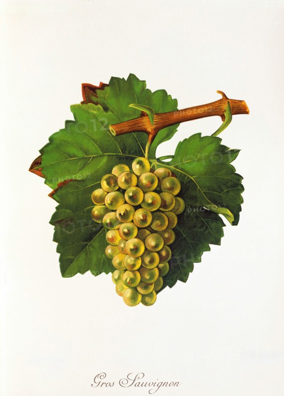 Ampelograhie. grape variety science. oenology. viticulture. grape. vine. Gros Sauvignon Blanc. also called Blanc Fumé. or Sauvignon Jaune. is a white wine variety with worldwide distribution. digitally enhanced reproduction of a template by Jules Tronca (1855 to 1915). Historical