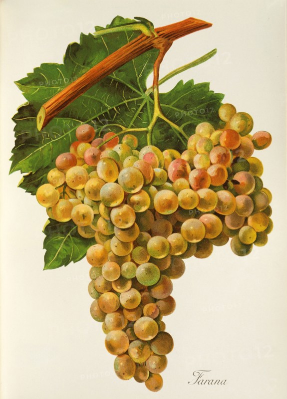 Ampelograhie. Grape variety science. Oenology. Viticulture. Grape. Vine. Farana grape is a synonym for the white grape variety Damaschino. which originates from Italy or Spain. Table grape. digitally enhanced reproduction of a template by Jules Tronca (1855 to 1915). Historical