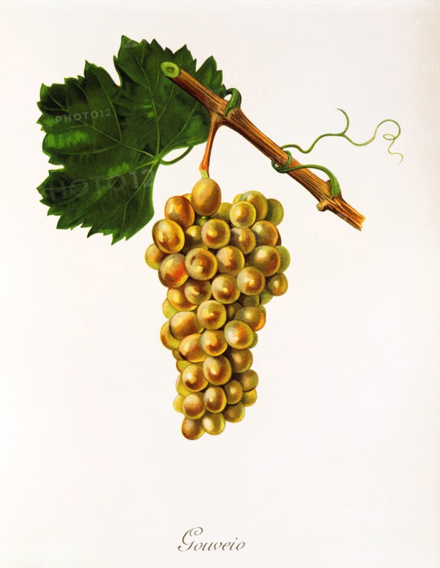 Ampelograhie. grape variety science. oenology. viticulture. grape. grapevine. Gouveio grape. an autochthonous white wine variety from Portugal. digitally enhanced reproduction of a model by Jules Tronca (1855 to 1915). historical