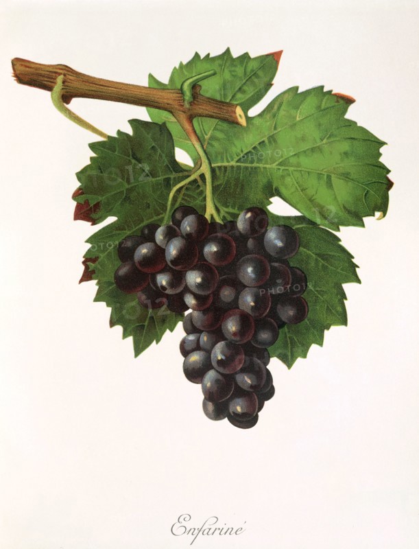 Ampelograhie. grape variety science. oenology. viticulture. grape. grapevine. Enfarine grape. red grape variety from France. digitally enhanced reproduction of a model by Jules Tronca (1855 to 1915). historical