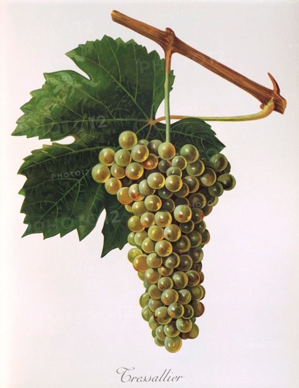 Ampelograhie. grape variety science. oenology. viticulture. grape. vine. Tressallier grape. a white grape variety grown mainly in the Loire region of France. digitally enhanced reproduction of an original by Jules Tronca (1855 to 1915). historical