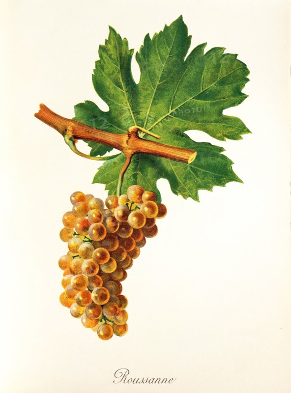 Ampelograhie. grape variety science. oenology. viticulture. grape. grapevine. Rousanne grape. rare white wine variety. which is mainly grown in the French Rhône Valley. in Savoie and in Provence. digitally enhanced reproduction of an original by Jules Tronca (1855 to 1915). historical