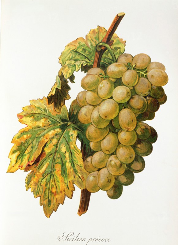 Ampelograhie. grape variety science. oenology. viticulture. grape. grapevine. Frankenthal grape. digitally enhanced reproduction of a model by Alexis Kreyder (1839 to 1912). historical
