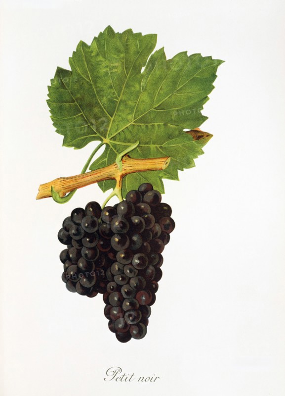 Ampelograhie. grape variety science. oenology. viticulture. grape. grapevine. Petit Noir grape. digitally enhanced reproduction of a model by Jules Tronca (1855 to 1915). historical