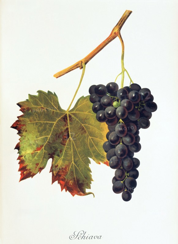 Ampelograhie. grape variety science. oenology. viticulture. grape. vine. Schiava grape. digitally enhanced reproduction of a model by Jules Tronca (1855 to 1915). historical