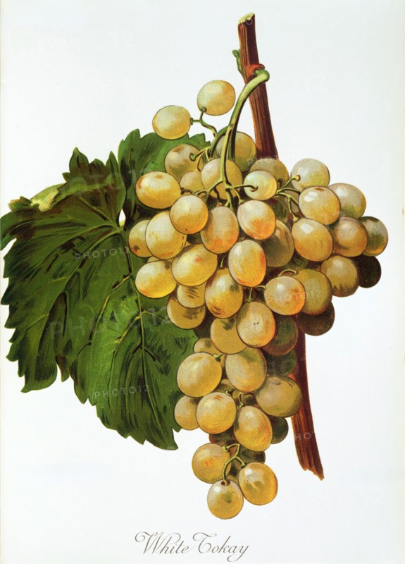 Ampelograhie. grape variety science. oenology. viticulture. grape. vine. White Tokay grape. digitally enhanced reproduction of a model by Alexis Kreyder (1839 to 1912). historical