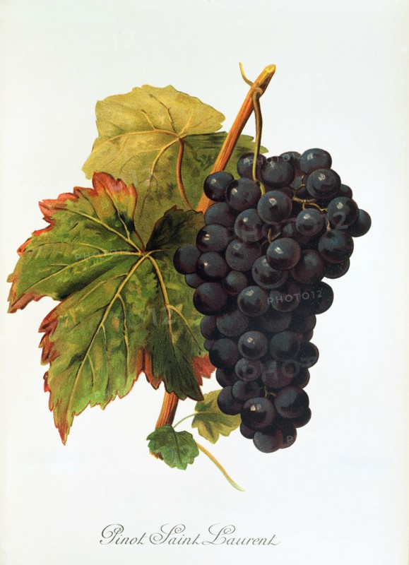 Ampelograhie. grape variety science. oenology. viticulture. grape. vine. Pinot Saint Laurent grape. digitally enhanced reproduction of a model by Alexis Kreyder (1839 to 1912). historical
