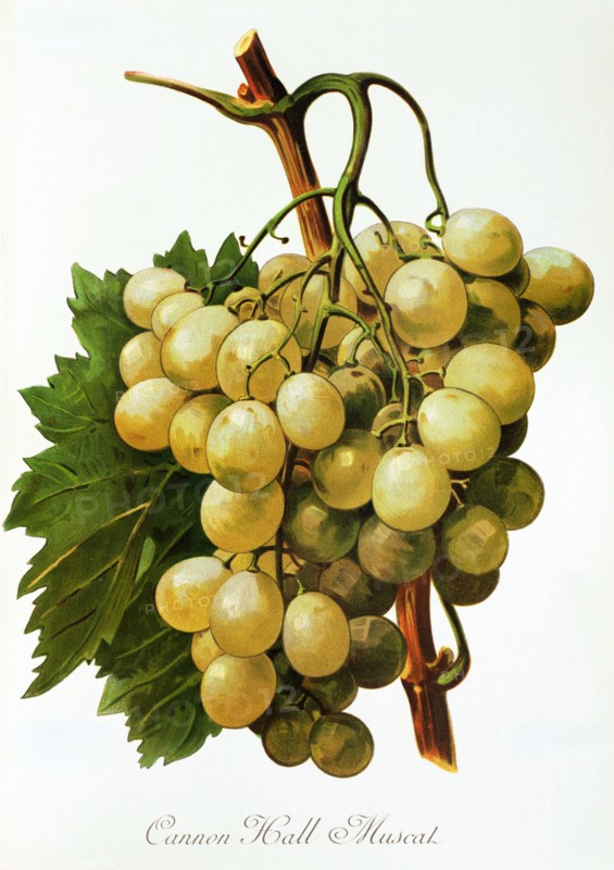 Ampelograhie. grape variety science. oenology. viticulture. grape. grapevine. Cannon Hall Muscat grape. digitally enhanced reproduction of a model by Alexis Kreyder (1839 to 1912). historical