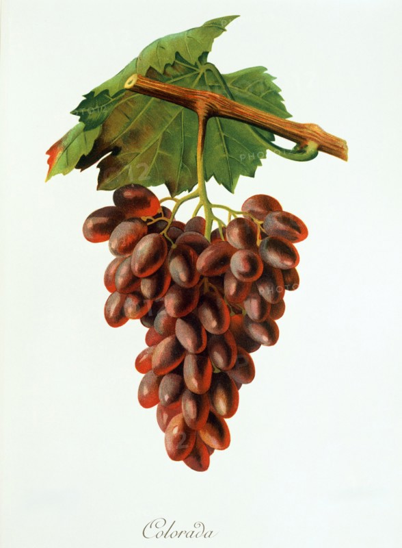 Ampelograhie. grape variety science. oenology. viticulture. grape. grapevine. Colorada grape. digitally enhanced reproduction of a model by Jules Tronca (1855 to 1915). historical
