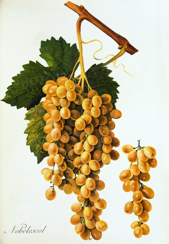 Ampelograhie. grape variety science. oenology. viticulture. grape. grapevine. Nebelescol grape. digitally enhanced reproduction of a model by Jules Tronca (1855 to 1915). historical