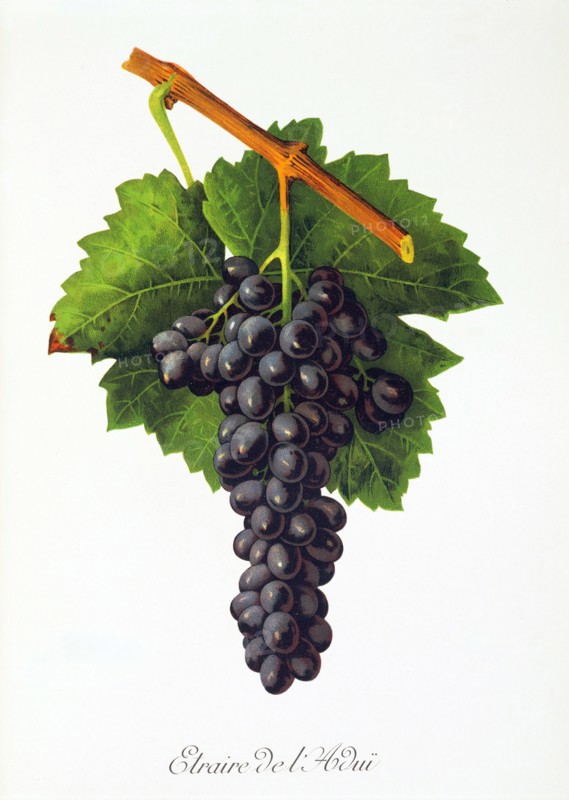 Ampelograhie. grape variety science. oenology. viticulture. grape. vine. Etraire del'Adui grape. digitally enhanced reproduction of a model by Jules Tronca (1855 to 1915). historical