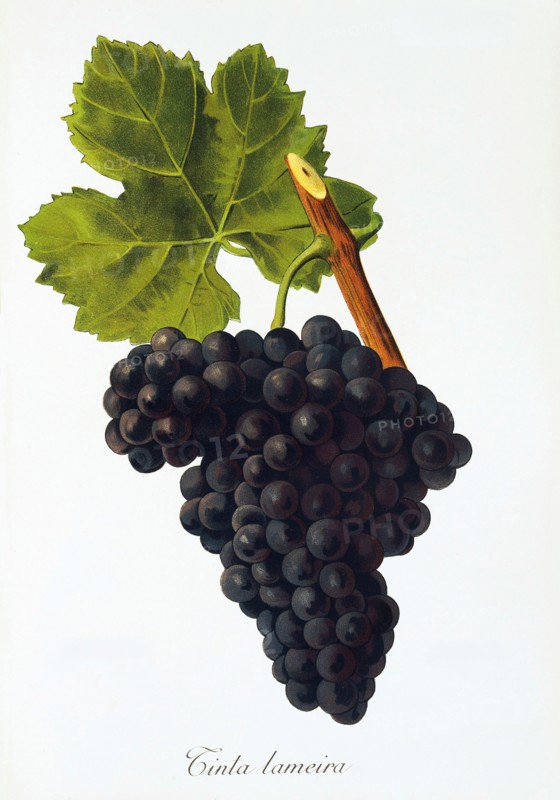 Ampelograhie. grape variety science. oenology. viticulture. grape. vine. Tinta Lameira grape. digitally enhanced reproduction of a model by Jules Tronca (1855 to 1915). historical