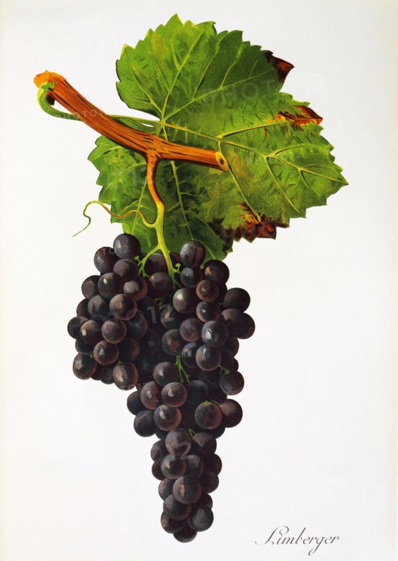 Ampelograhie. grape variety science. oenology. viticulture. grape. vine. Limberger grape. digitally enhanced reproduction of a model by Jules Tronca (1855 to 1915). historical