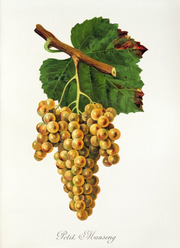 Ampelograhie. grape variety science. oenology. viticulture. grape. vine. Petit Manseng grape. digitally enhanced reproduction of a model by Jules Tronca (1855 to 1915). historical