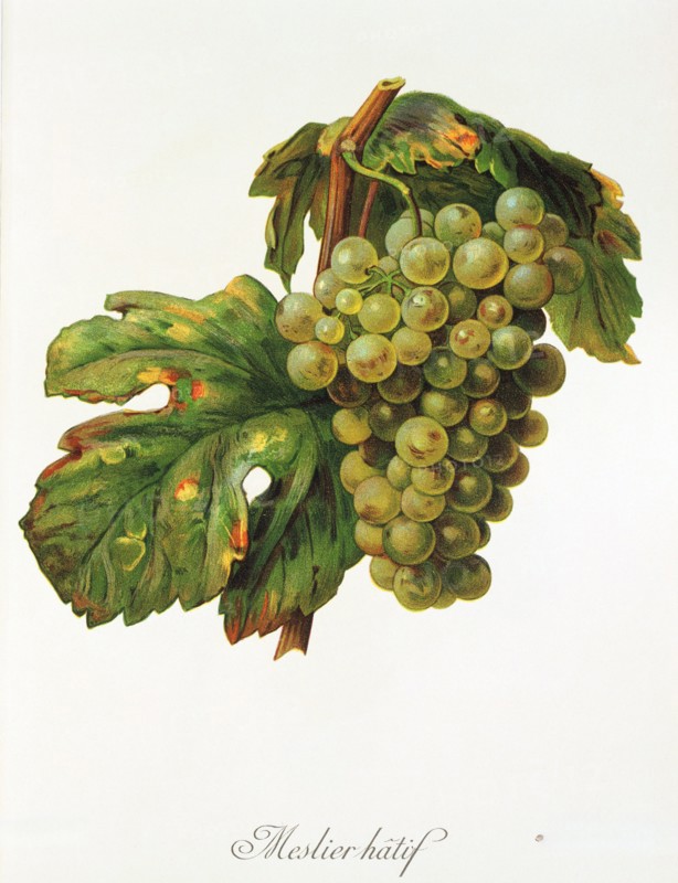 Ampelograhie. grape variety science. oenology. viticulture. grape. vine. Meslier Hatif grape. digitally enhanced reproduction of a model by Alexis Kreyder (1839 to 1912). historical