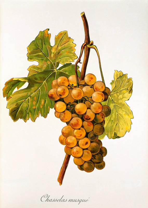 Ampelograhie. grape variety science. oenology. viticulture. grape. vine. Chasselas Musque' grape. digitally enhanced reproduction of a model by Alexis Kreyder (1839 to 1912). historical