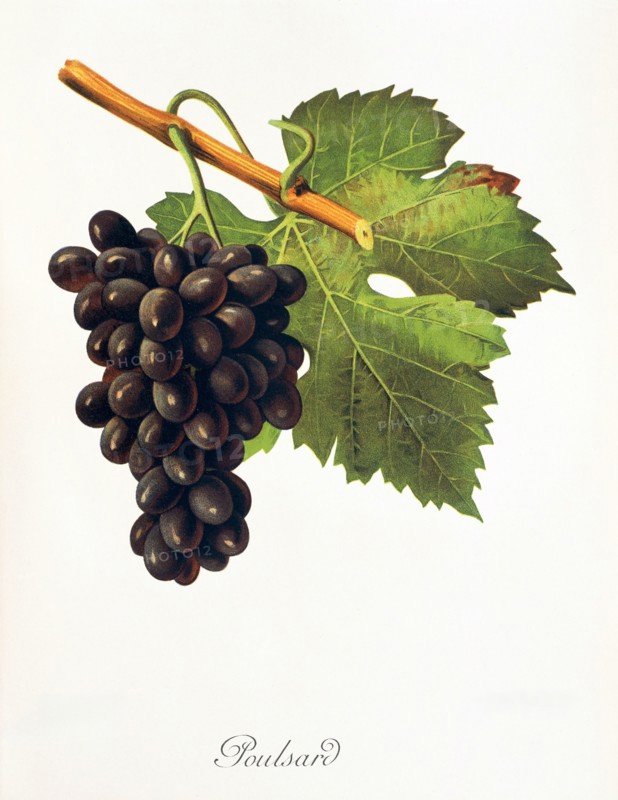 Ampelograhie. grape variety science. oenology. viticulture. grape. vine. Poulsard grape. digitally enhanced reproduction of a model by Jules Tronca (1855 to 1915). historical