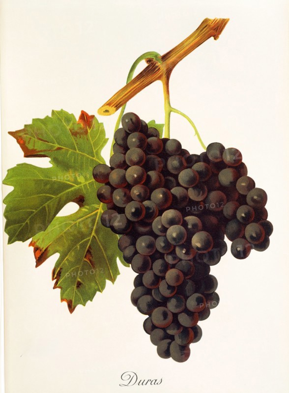 Ampelograhie. grape variety science. oenology. viticulture. grape. grapevine. Duras grape. digitally enhanced reproduction of a model by Jules Tronca (1855 to 1915). historical