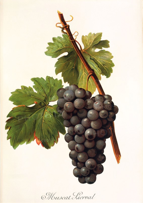 Ampelograhie. grape variety science. oenology. viticulture. grape. vine. Muscat Lierval grape. digitally enhanced reproduction of a model by Alexis Kreyder (1839 to 1912). historical
