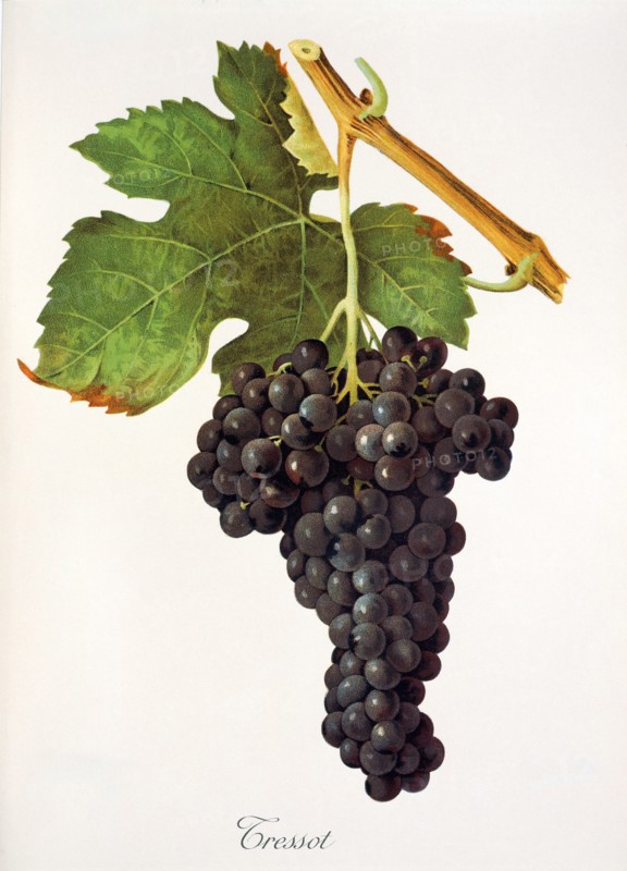 Ampelograhie. grape variety science. oenology. viticulture. grape. vine. Tressot grape. digitally enhanced reproduction of a model by Jules Tronca (1855 to 1915). historical