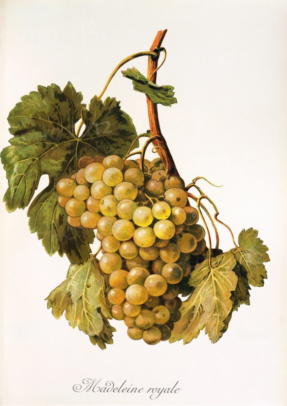 Ampelograhie. grape variety science. oenology. viticulture. grape. vine. Madeleine Royale grape. digitally enhanced reproduction of a model by Alexis Kreyder (1839 to 1912). historical