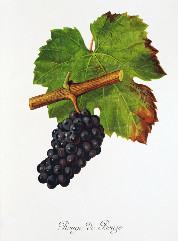 Ampelograhie. grape variety science. oenology. viticulture. grape. vine. Rouge de Bouze grape. digitally enhanced reproduction of a model by Jules Tronca (1855 to 1915). historical