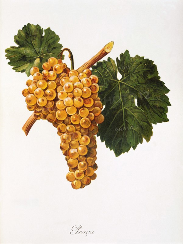 Ampelograhie. grape variety science. oenology. viticulture. grape. vine. Praca grape. digitally enhanced reproduction of a model by Alexis Kreyder (1839 to 1912). historical