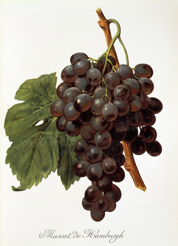 Ampelograhie. grape variety science. oenology. viticulture. grape. vine. Muscat de Hamburgh grape. digitally enhanced reproduction of a model by Alexis Kreyder (1839 to 1912). historical
