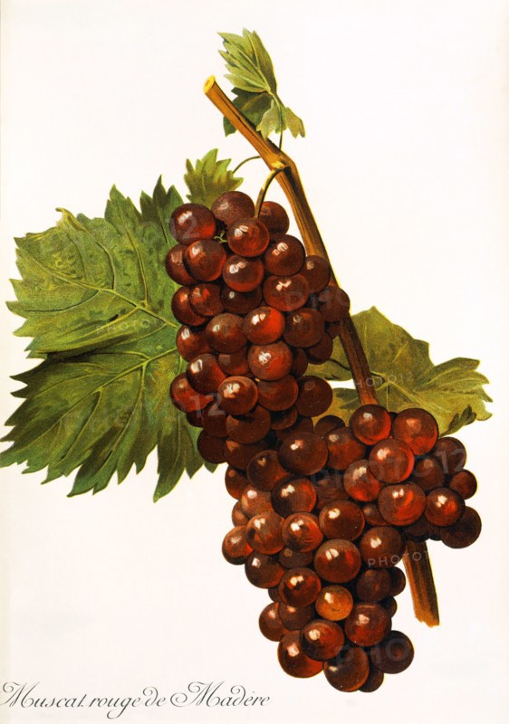 Ampelograhie. grape variety science. oenology. viticulture. grape. vine. Muscat Rouge de Madere grape. digitally enhanced reproduction of a model by Alexis Kreyder (1839 to 1912). historical