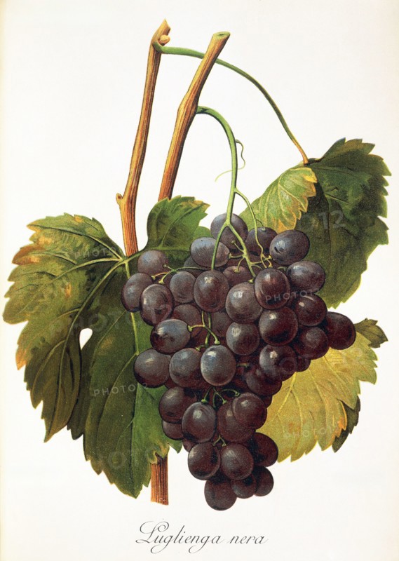 Ampelograhie. grape variety science. oenology. viticulture. grape. grapevine. Luglienga Nera grape. digitally enhanced reproduction of a model by Alexis Kreyder (1839 to 1912). historical